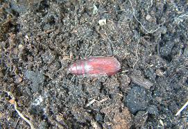 Attēlu rezultāti vaicājumam “Callimorpha dominula larva”