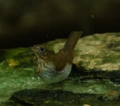 Image result for Catharus fuscescens