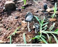 Attēlu rezultāti vaicājumam “Helvella atra”