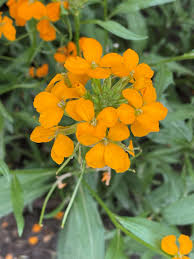 Attēlu rezultāti vaicājumam “Erysimum hieracifolium”