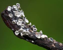 Attēlu rezultāti vaicājumam “Diderma hemisphaericum”