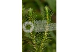 Attēlu rezultāti vaicājumam “Huperzia selago”