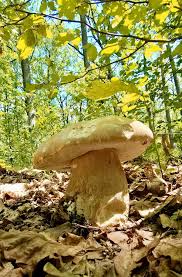 Attēlu rezultāti vaicājumam “Claustria didermoides stalked”