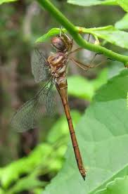 Attēlu rezultāti vaicājumam “Comatricha ellae macro”