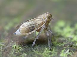 Attēlu rezultāti vaicājumam “Javesella pellucida”