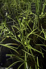 Attēlu rezultāti vaicājumam “Sparganium minimum fruit”