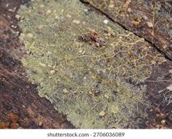 Attēlu rezultāti vaicājumam “Physarum virescens plasmodium”