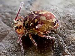 Attēlu rezultāti vaicājumam “Ptenothrix sp.”