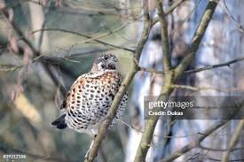 Attēlu rezultāti vaicājumam “Tetrastes bonasia female”