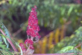 Attēlu rezultāti vaicājumam “Rhus typhina flower”