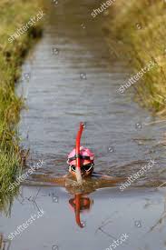 Image result for World Champion Bog Snorkelling Triathlete