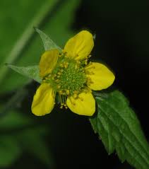 Attēlu rezultāti vaicājumam “Geum urbanum”