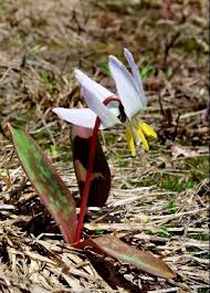 Attēlu rezultāti vaicājumam “Erythronium sibiricum”