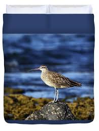 Image result for Numenius hudsonicus