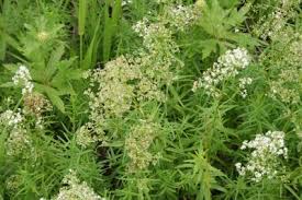 Attēlu rezultāti vaicājumam “Galium boreale leaf”