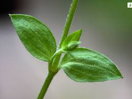 Attēlu rezultāti vaicājumam “Moehringia trinervia bud”