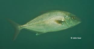 Image result for Seriola rivoliana