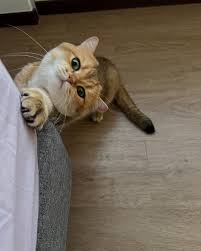 Image result for invisible cat