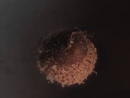 Attēlu rezultāti vaicājumam “Cribraria tenella spores”