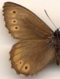 Attēlu rezultāti vaicājumam “Oeneis jutta”