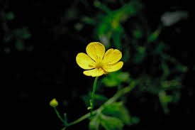 Attēlu rezultāti vaicājumam “Ranunculus bulbosus flower”
