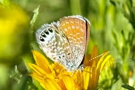 Attēlu rezultāti vaicājumam “Cribraria rubiginosa macro”