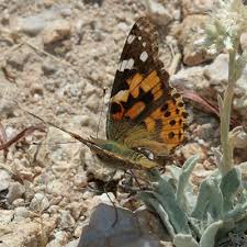 Attēlu rezultāti vaicājumam “Vanessa cardui”