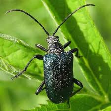 Attēlu rezultāti vaicājumam “Gaurotes virginea”