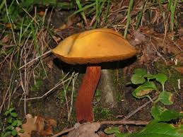 Attēlu rezultāti vaicājumam “Boletus luridus”
