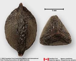 Attēlu rezultāti vaicājumam “Rumex aquaticus fruit”