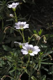 Attēlu rezultāti vaicājumam “Cerastium arvense flower”
