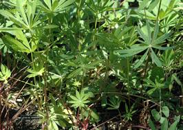 Attēlu rezultāti vaicājumam “Lupinus polyphyllus leaf”