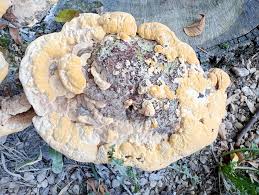 Attēlu rezultāti vaicājumam “Perenniporia subacida”