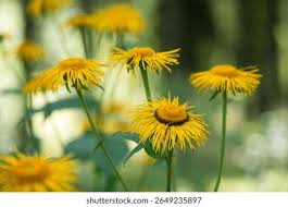 Attēlu rezultāti vaicājumam “Telekia speciosa flower”