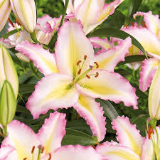 Image result for Lilie