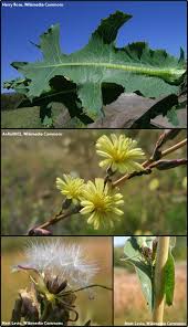 Attēlu rezultāti vaicājumam “Lactuca serriola”
