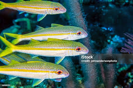 Image result for Ocyurus chrysurus