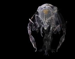 Attēlu rezultāti vaicājumam “Phronia sp.”