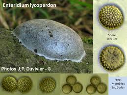 Attēlu rezultāti vaicājumam “Reticularia lycoperdon spores”