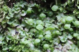 Attēlu rezultāti vaicājumam “Homomallium incurvatum sporophyte”