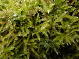 Attēlu rezultāti vaicājumam “Eurhynchium striatum”