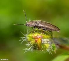 Attēlu rezultāti vaicājumam “Lochmaea caprea”