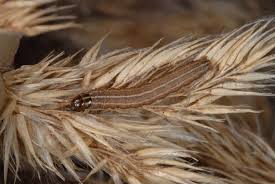 Attēlu rezultāti vaicājumam “Apamea remissa”