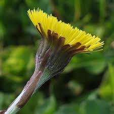 Attēlu rezultāti vaicājumam “Tussilago farfara bud”