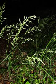 Attēlu rezultāti vaicājumam “Poa nemoralis”