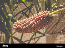 Attēlu rezultāti vaicājumam “Carex arenaria  fruit”