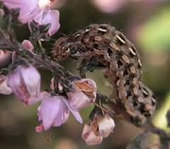 Attēlu rezultāti vaicājumam “Lycophotia porphyrea”