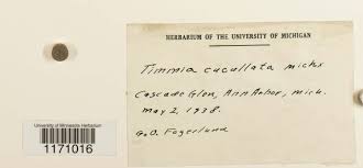 Attēlu rezultāti vaicājumam “Timmia megapolitana”