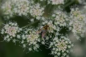 Attēlu rezultāti vaicājumam “Leucozona glaucia”