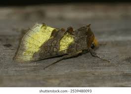 Attēlu rezultāti vaicājumam “Diachrysia tutti”